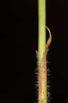 Dwarf umbrella-sedge